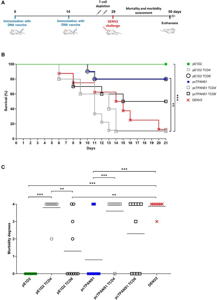 https://cdn.ncbi.nlm.nih.gov/pmc/blobs/3156/6617960/1882f5874081/fimmu-10-01522-g0001.jpg