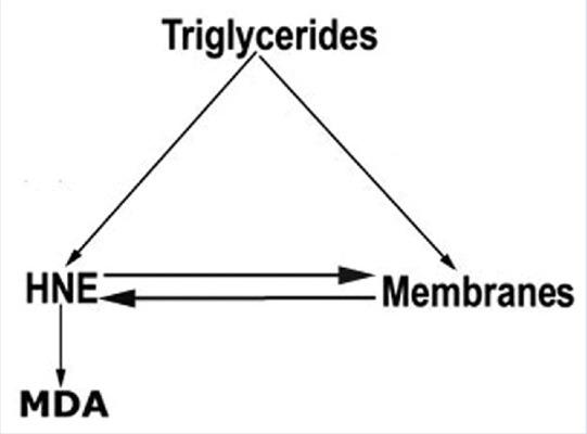 https://cdn.ncbi.nlm.nih.gov/pmc/blobs/3161/5669098/59799ea06879/PM-13-561-g011.jpg