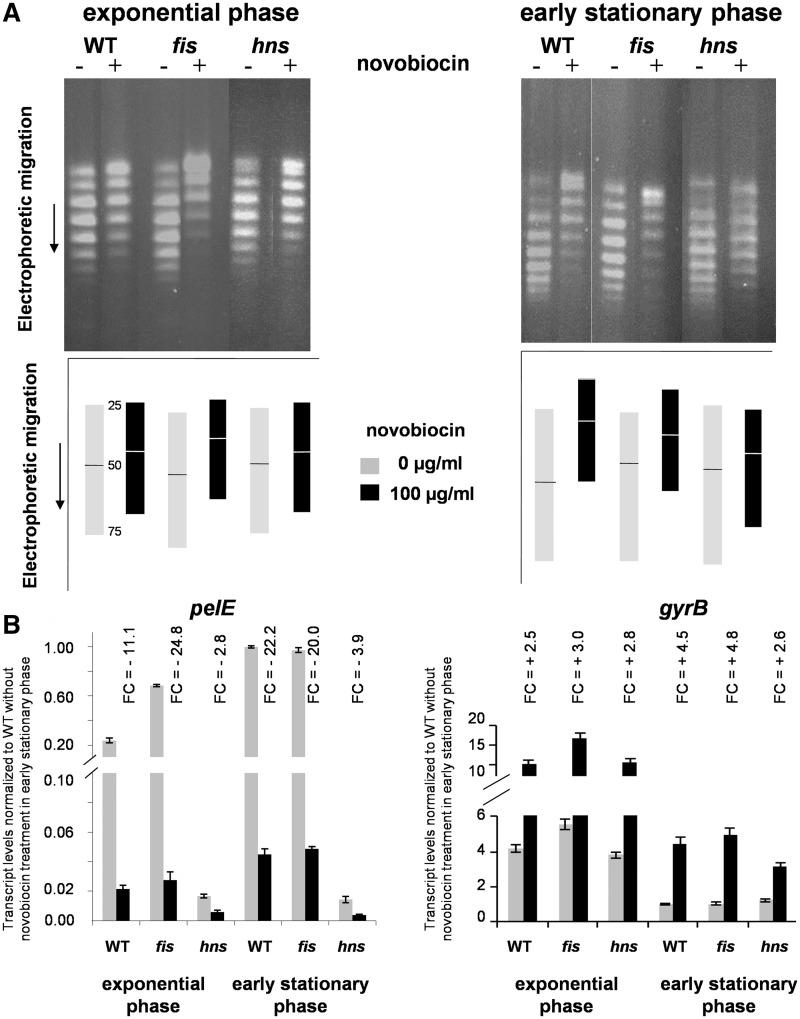 https://cdn.ncbi.nlm.nih.gov/pmc/blobs/3162/3378864/1447fec9397d/gks014f4.jpg