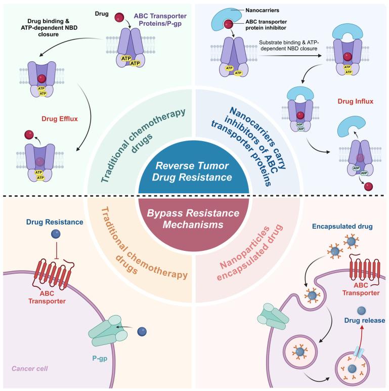 https://cdn.ncbi.nlm.nih.gov/pmc/blobs/3163/11728492/159345564d8a/pharmaceutics-16-01549-g005.jpg