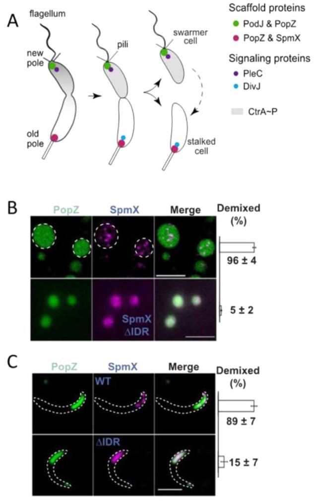 https://cdn.ncbi.nlm.nih.gov/pmc/blobs/3167/10906006/54f99aa5fd45/cr3c00622_0024.jpg