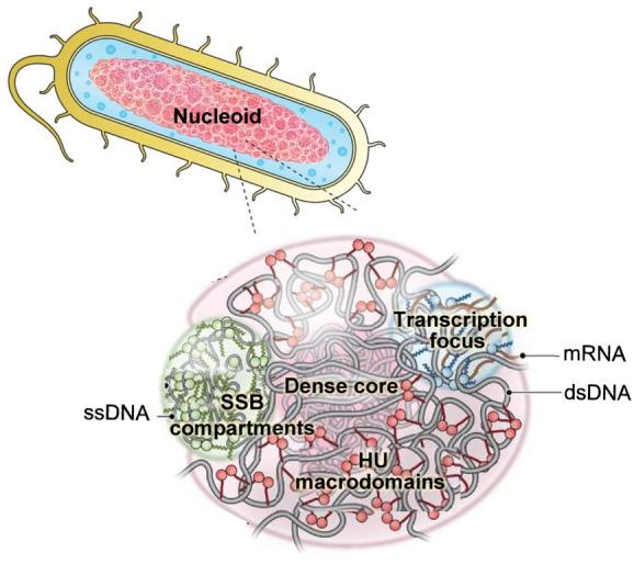 https://cdn.ncbi.nlm.nih.gov/pmc/blobs/3167/10906006/8dcd625a473e/cr3c00622_0008.jpg