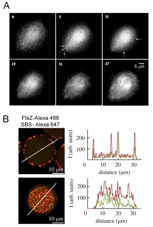 https://cdn.ncbi.nlm.nih.gov/pmc/blobs/3167/10906006/8ee493345791/cr3c00622_0022.jpg
