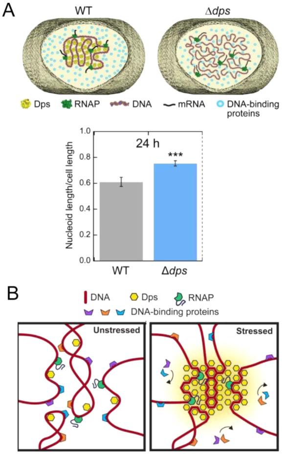 https://cdn.ncbi.nlm.nih.gov/pmc/blobs/3167/10906006/98b51528425f/cr3c00622_0025.jpg
