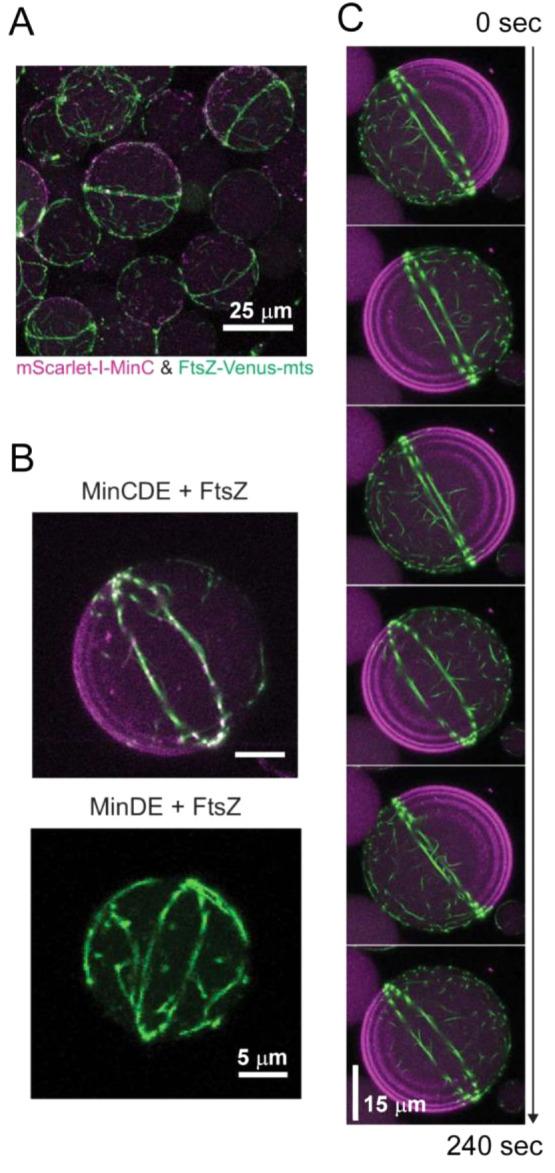 https://cdn.ncbi.nlm.nih.gov/pmc/blobs/3167/10906006/fdaeb849b68d/cr3c00622_0017.jpg