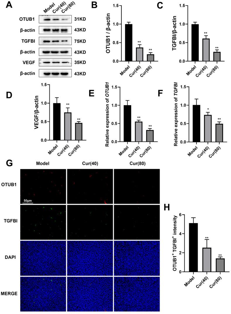 https://cdn.ncbi.nlm.nih.gov/pmc/blobs/3167/12112734/69b7ce88eb78/ijms-26-04899-g003.jpg