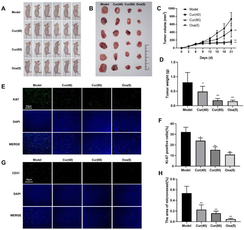 https://cdn.ncbi.nlm.nih.gov/pmc/blobs/3167/12112734/ae9849de1884/ijms-26-04899-g001.jpg