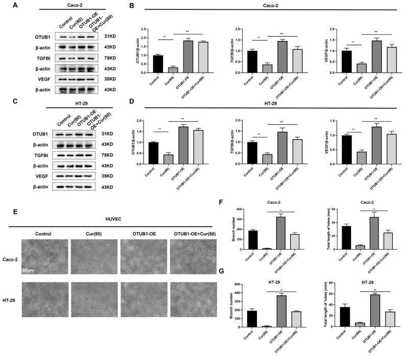 https://cdn.ncbi.nlm.nih.gov/pmc/blobs/3167/12112734/d7e777aa722b/ijms-26-04899-g006.jpg