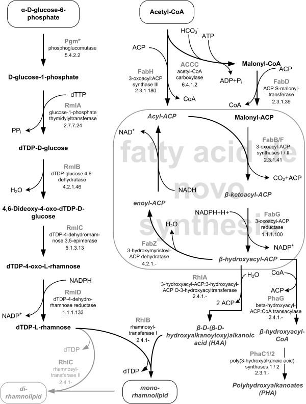 https://cdn.ncbi.nlm.nih.gov/pmc/blobs/316e/3258213/3012fde74a89/1475-2859-10-80-1.jpg