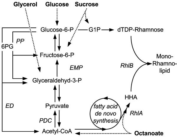 https://cdn.ncbi.nlm.nih.gov/pmc/blobs/316e/3258213/52646f3a5d5e/1475-2859-10-80-4.jpg