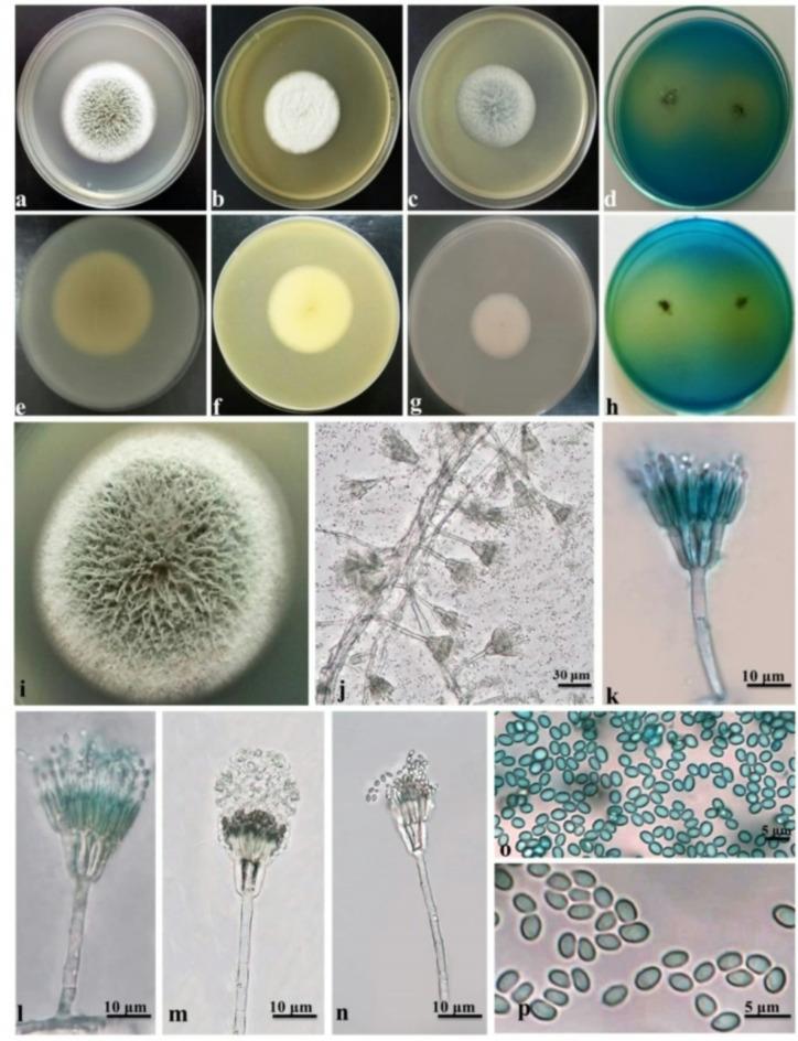 https://cdn.ncbi.nlm.nih.gov/pmc/blobs/316f/12012204/26f9e6a91949/41598_2025_95899_Fig2_HTML.jpg