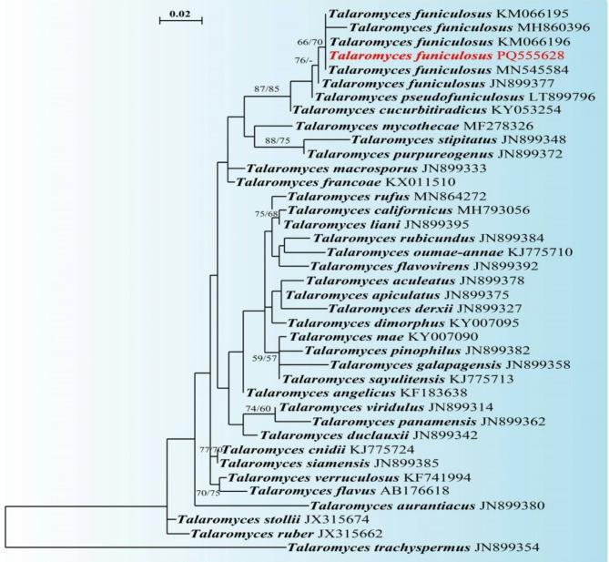 https://cdn.ncbi.nlm.nih.gov/pmc/blobs/316f/12012204/3260c1a2d01f/41598_2025_95899_Fig1_HTML.jpg