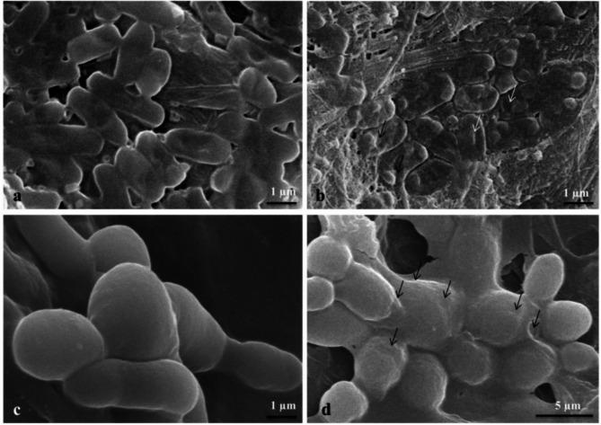 https://cdn.ncbi.nlm.nih.gov/pmc/blobs/316f/12012204/f7cde9cff2f3/41598_2025_95899_Fig8_HTML.jpg