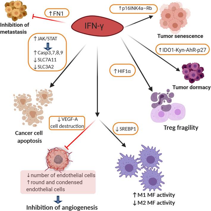 https://cdn.ncbi.nlm.nih.gov/pmc/blobs/3171/7526126/9d8c06f38b5a/40364_2020_228_Fig3_HTML.jpg