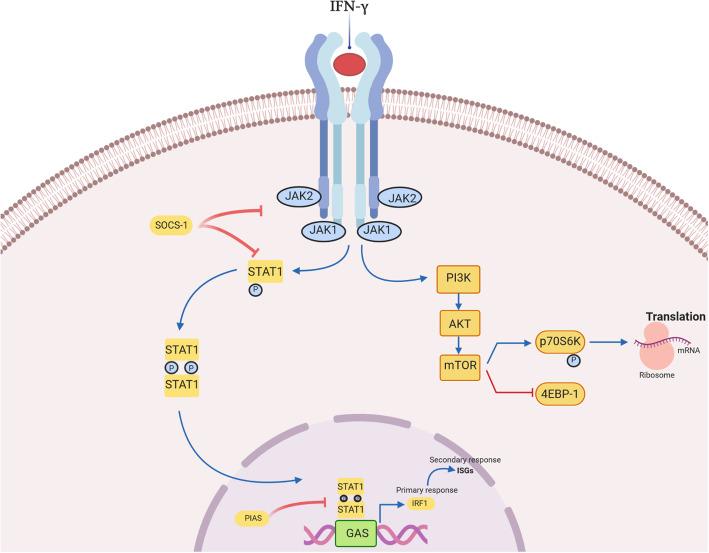 https://cdn.ncbi.nlm.nih.gov/pmc/blobs/3171/7526126/ec32d01a2990/40364_2020_228_Fig1_HTML.jpg