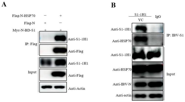 https://cdn.ncbi.nlm.nih.gov/pmc/blobs/3175/10221944/79ac1374c515/viruses-15-01216-g005.jpg