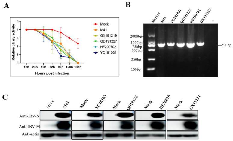 https://cdn.ncbi.nlm.nih.gov/pmc/blobs/3175/10221944/d7fb52955e66/viruses-15-01216-g001.jpg