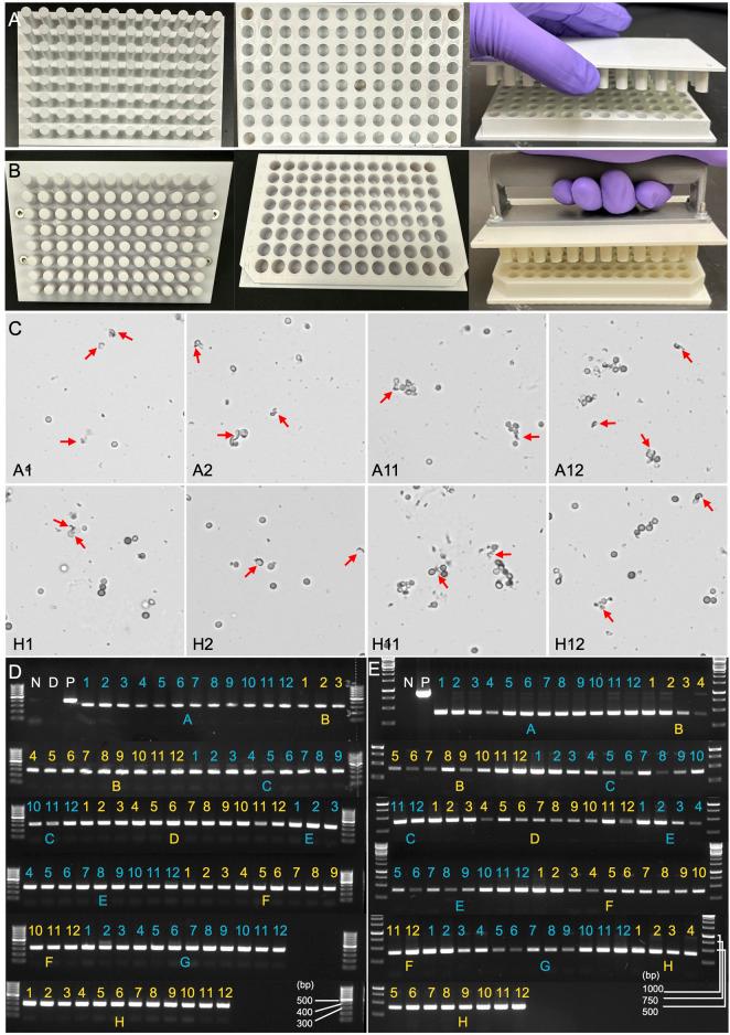 https://cdn.ncbi.nlm.nih.gov/pmc/blobs/3177/11975962/c0eb8a3ae733/fbioe-13-1547909-g005.jpg