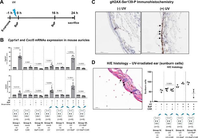 https://cdn.ncbi.nlm.nih.gov/pmc/blobs/317b/10175293/6d31f5dc9028/41467_2023_38478_Fig6_HTML.jpg