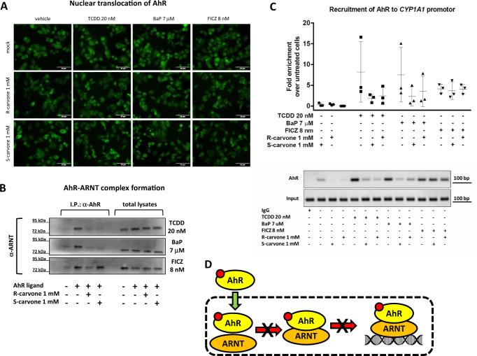 https://cdn.ncbi.nlm.nih.gov/pmc/blobs/317b/10175293/c78eeb78d123/41467_2023_38478_Fig3_HTML.jpg