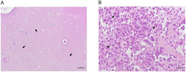 https://cdn.ncbi.nlm.nih.gov/pmc/blobs/317c/11973301/103e02b40bd8/fvets-12-1546872-g001.jpg