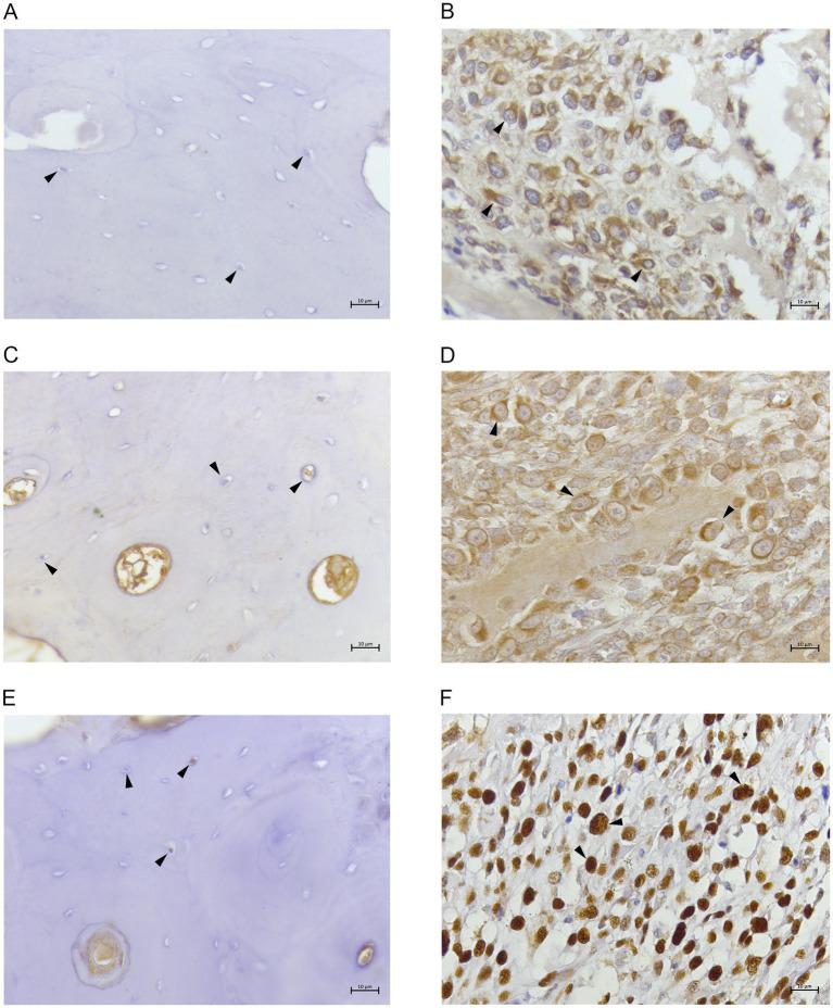 https://cdn.ncbi.nlm.nih.gov/pmc/blobs/317c/11973301/48c507b999cf/fvets-12-1546872-g002.jpg