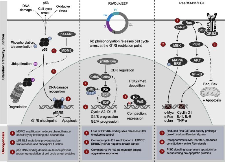 https://cdn.ncbi.nlm.nih.gov/pmc/blobs/317e/11295362/687fcd5d7d59/12943_2024_2069_Fig1_HTML.jpg