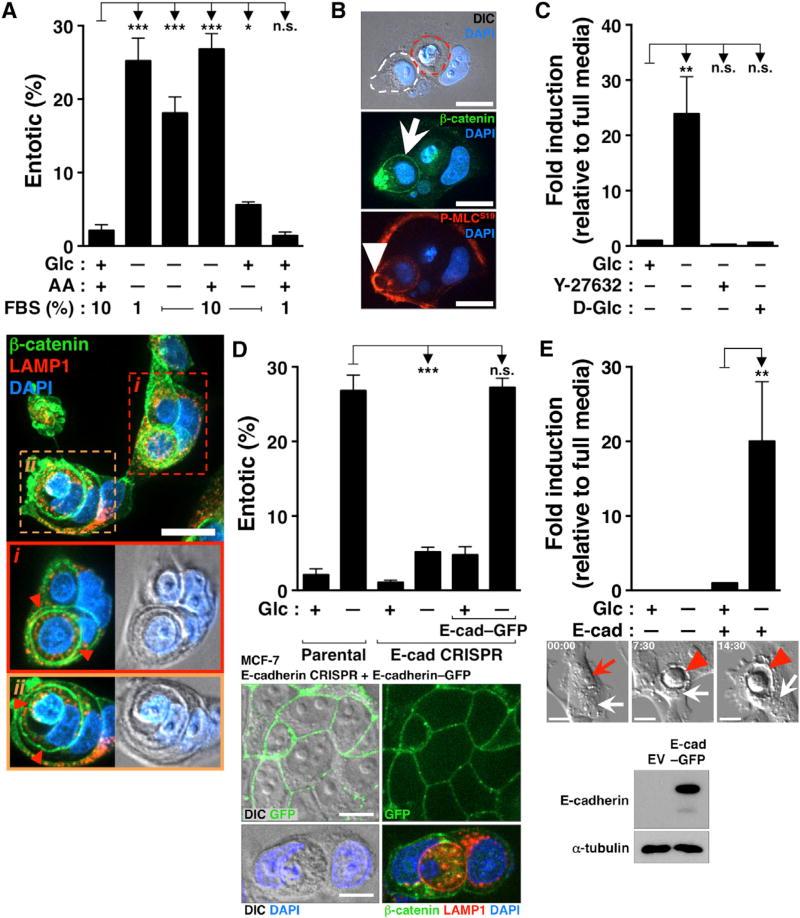https://cdn.ncbi.nlm.nih.gov/pmc/blobs/317e/5559205/bd8060ea177d/nihms888181f1.jpg