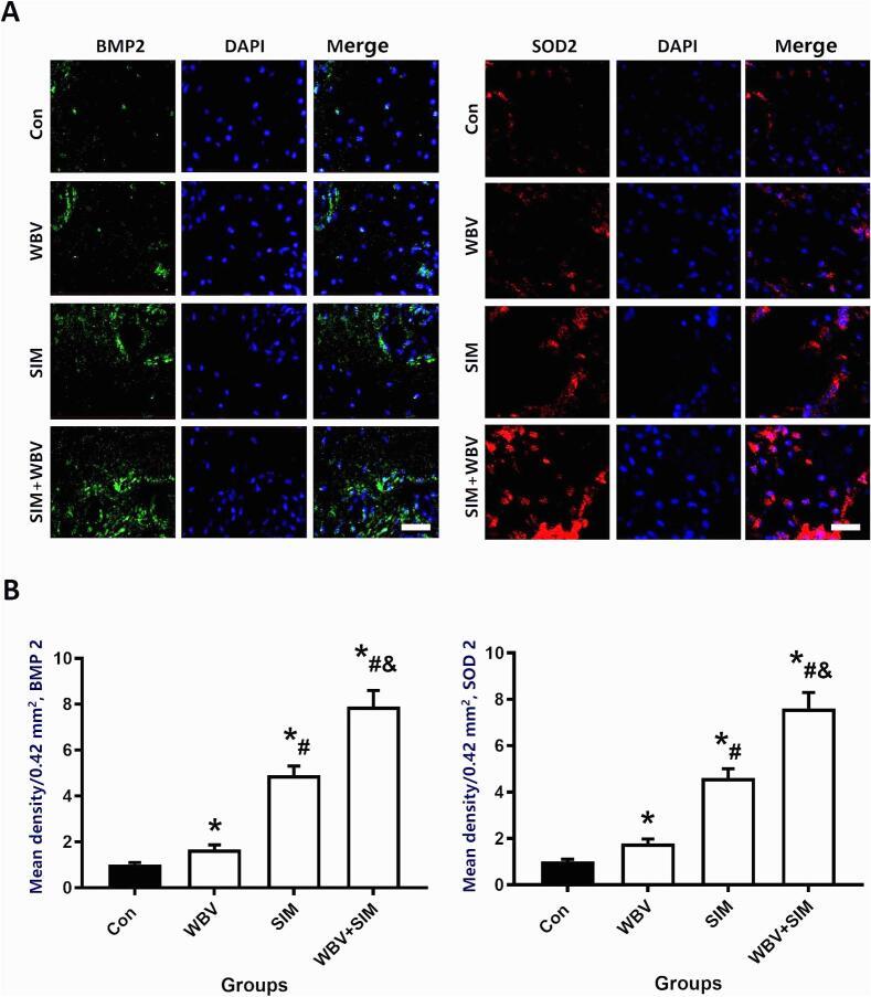 https://cdn.ncbi.nlm.nih.gov/pmc/blobs/3185/11558254/56e43dac3723/gr8.jpg