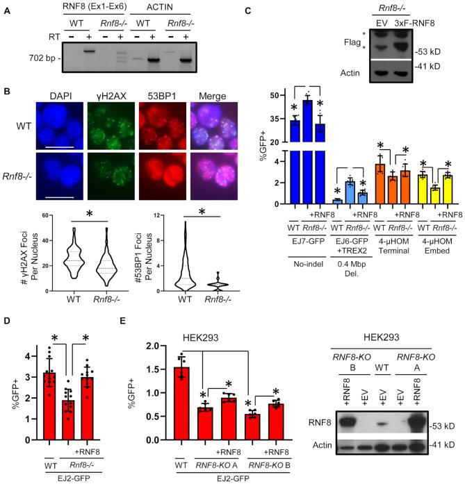 https://cdn.ncbi.nlm.nih.gov/pmc/blobs/3189/7293022/29dac8d93139/gkaa380fig3.jpg