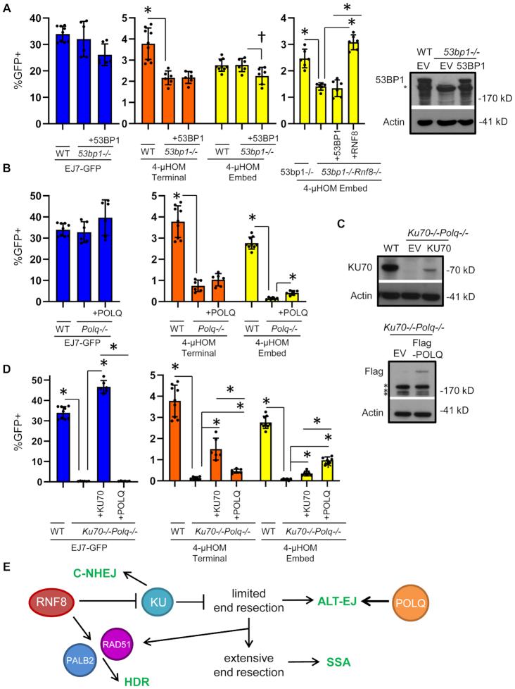 https://cdn.ncbi.nlm.nih.gov/pmc/blobs/3189/7293022/a84bdaab1bd0/gkaa380fig7.jpg