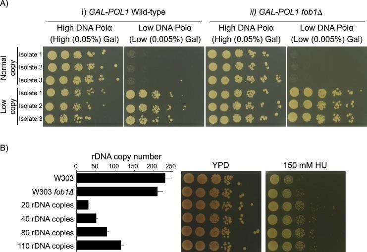 https://cdn.ncbi.nlm.nih.gov/pmc/blobs/318a/5617229/a44c9ef9638c/pgen.1007006.g004.jpg