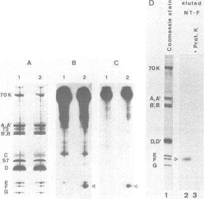 https://cdn.ncbi.nlm.nih.gov/pmc/blobs/318b/338992/59b29b18c141/nar00165-0055-a.jpg
