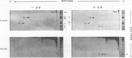 https://cdn.ncbi.nlm.nih.gov/pmc/blobs/318b/338992/88ea268cc71c/nar00165-0056-a.jpg