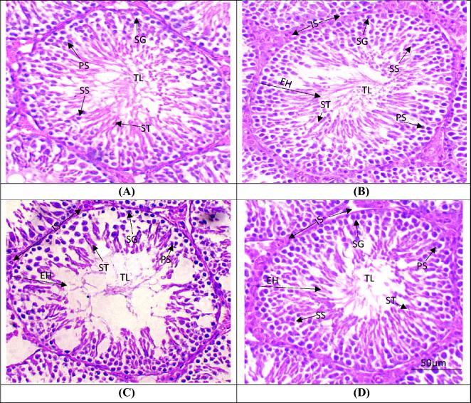 https://cdn.ncbi.nlm.nih.gov/pmc/blobs/3190/11555402/cd44477f0a99/41598_2024_59392_Fig5_HTML.jpg