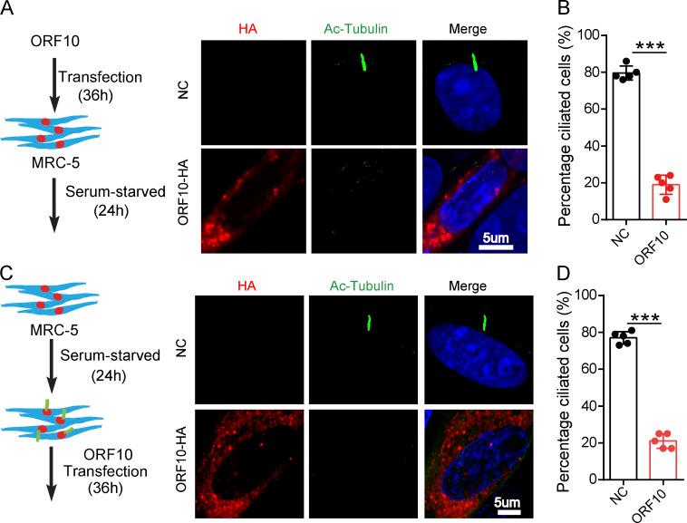 https://cdn.ncbi.nlm.nih.gov/pmc/blobs/3195/9184850/44cd71c9f0f0/JCB_202108015_Fig3.jpg