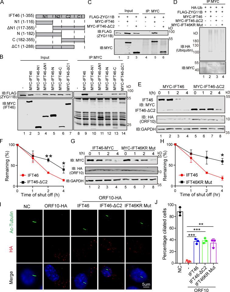 https://cdn.ncbi.nlm.nih.gov/pmc/blobs/3195/9184850/644fb892c8fe/JCB_202108015_Fig5.jpg