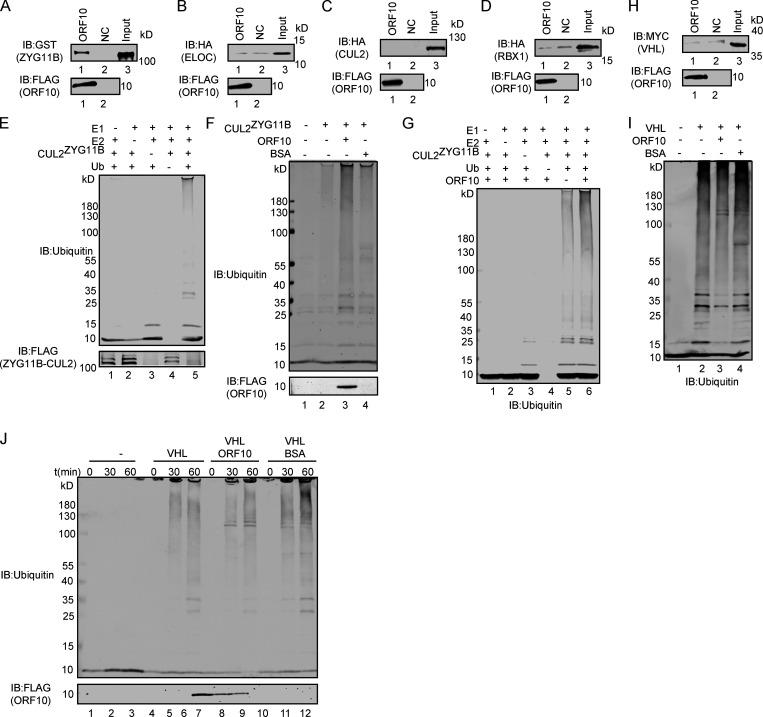 https://cdn.ncbi.nlm.nih.gov/pmc/blobs/3195/9184850/8704fad3764f/JCB_202108015_FigS1.jpg
