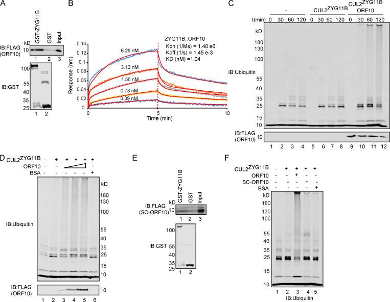 https://cdn.ncbi.nlm.nih.gov/pmc/blobs/3195/9184850/bd1e0ef26e6d/JCB_202108015_Fig1.jpg