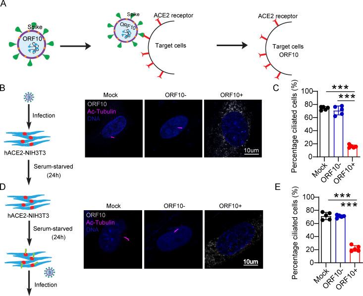 https://cdn.ncbi.nlm.nih.gov/pmc/blobs/3195/9184850/ca1ff47f868e/JCB_202108015_Fig6.jpg