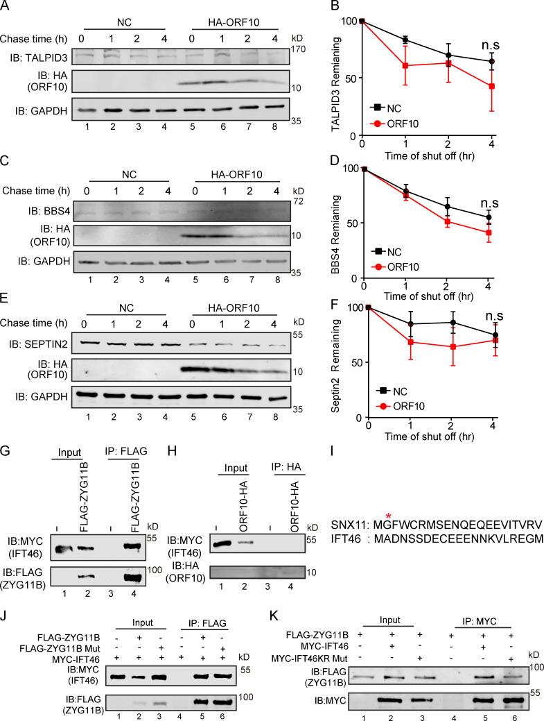 https://cdn.ncbi.nlm.nih.gov/pmc/blobs/3195/9184850/cf7b0e901388/JCB_202108015_FigS4.jpg