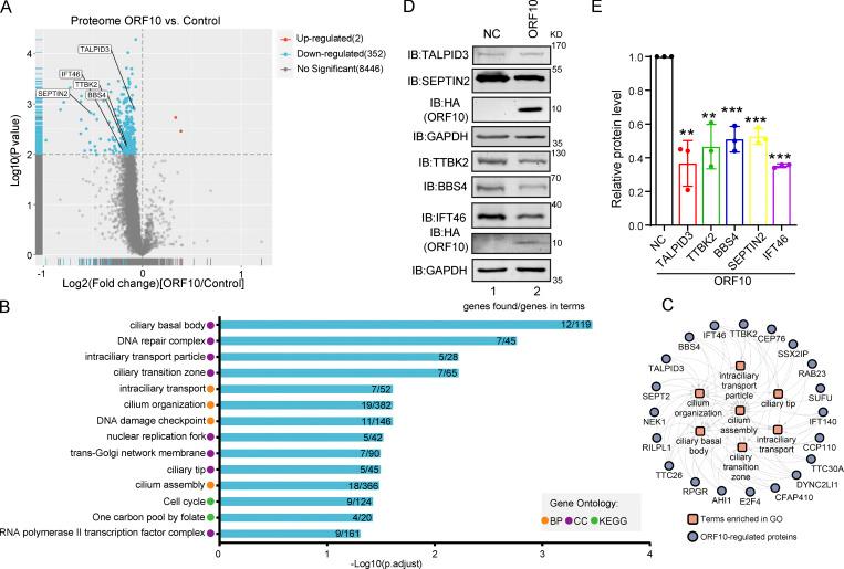 https://cdn.ncbi.nlm.nih.gov/pmc/blobs/3195/9184850/da3d5ce27c15/JCB_202108015_Fig2.jpg