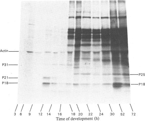 https://cdn.ncbi.nlm.nih.gov/pmc/blobs/3196/1152547/5f8caab687a3/biochemj00337-0051-a.jpg
