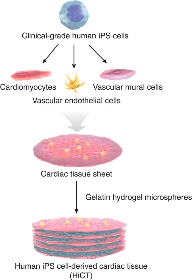 https://cdn.ncbi.nlm.nih.gov/pmc/blobs/3196/9390608/b7afb3ee2bbf/gr6.jpg