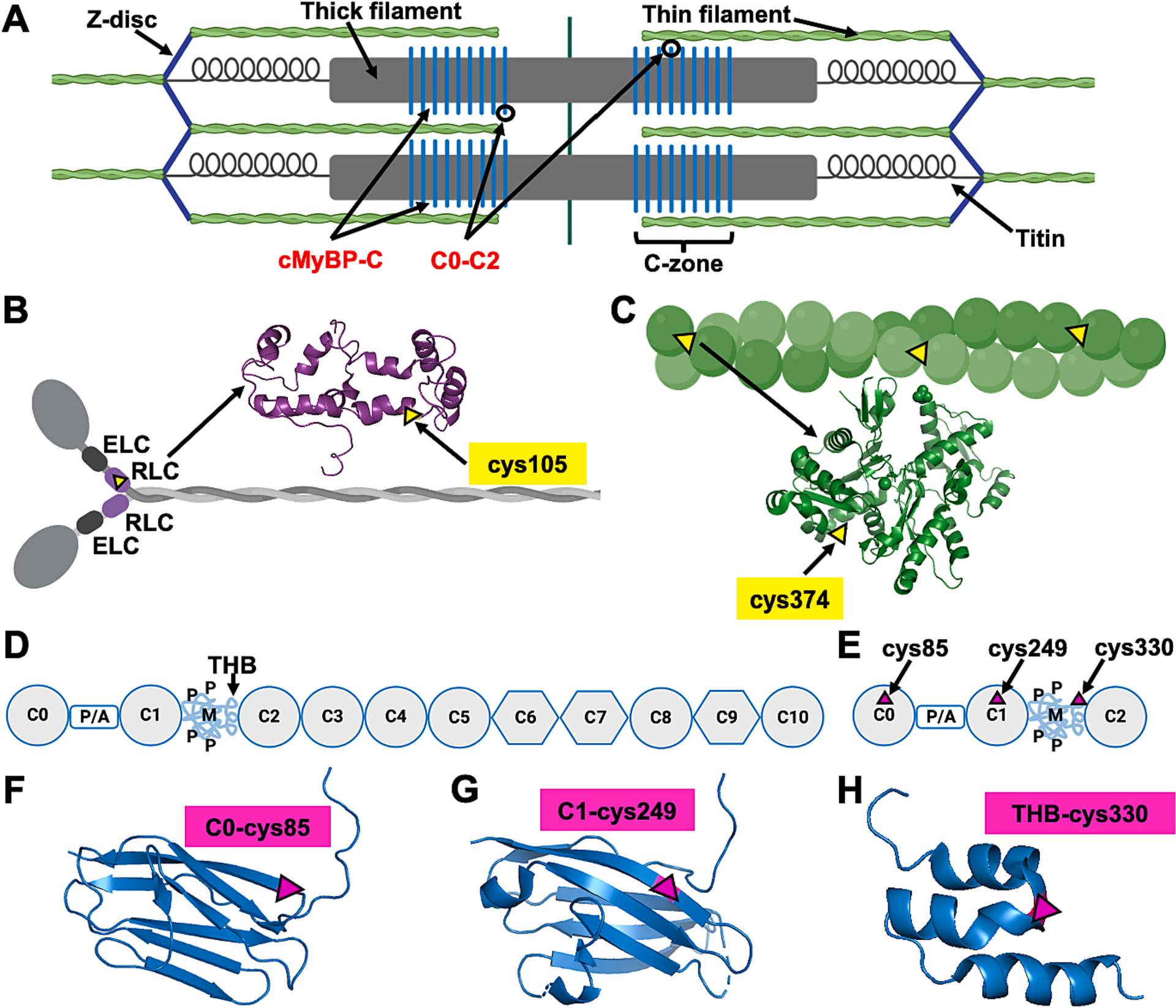 https://cdn.ncbi.nlm.nih.gov/pmc/blobs/3197/10872421/8916d864a9f2/nihms-1950813-f0001.jpg
