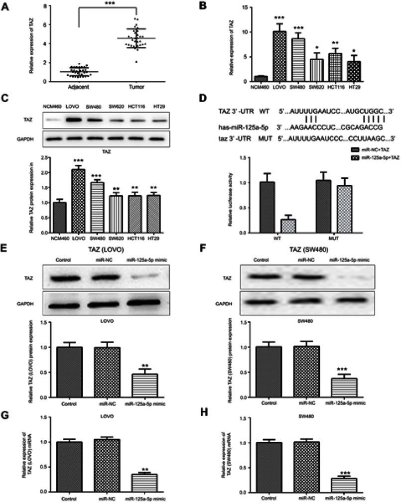 https://cdn.ncbi.nlm.nih.gov/pmc/blobs/319f/6511622/0abd58225b38/OTT-12-3481-g0002.jpg