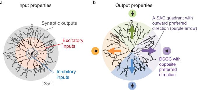 https://cdn.ncbi.nlm.nih.gov/pmc/blobs/31a3/10901804/3c7e58ff1237/41467_2024_46234_Fig1_HTML.jpg