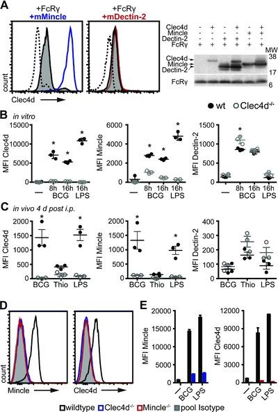 https://cdn.ncbi.nlm.nih.gov/pmc/blobs/31a4/4833188/7aaa9458e844/EJI-46-381-g004.jpg