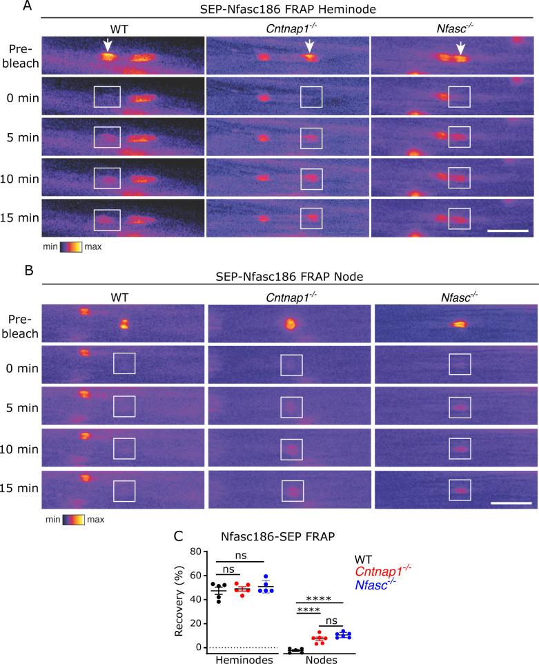 https://cdn.ncbi.nlm.nih.gov/pmc/blobs/31a4/8289411/05c98f03223b/elife-68089-fig4-figsupp1.jpg