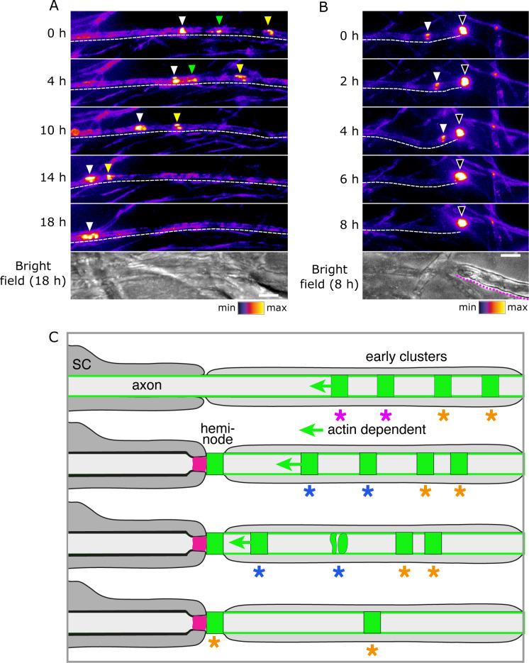 https://cdn.ncbi.nlm.nih.gov/pmc/blobs/31a4/8289411/631bfaecea19/elife-68089-fig7.jpg